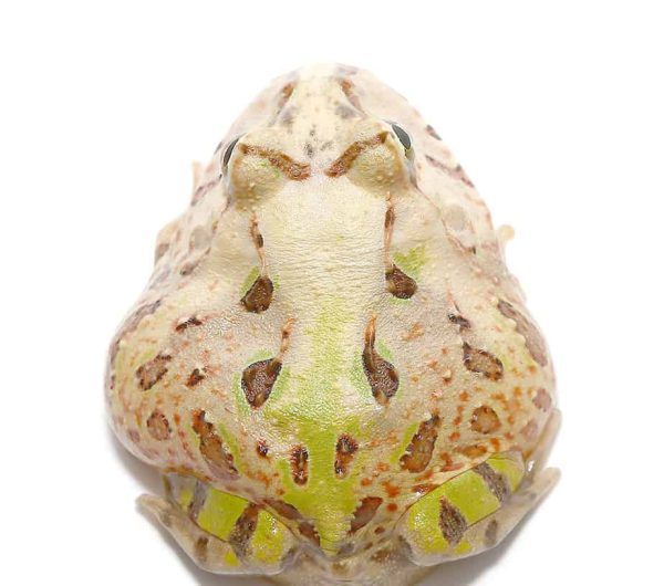 Baby Brazilian Horned Frog