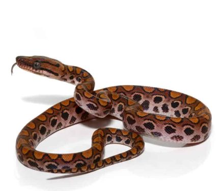 Baby Brazilian Rainbow Boa
