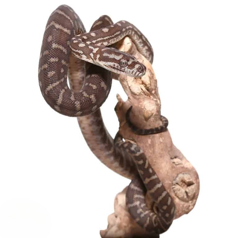 baby-bredls-python baby bredls python