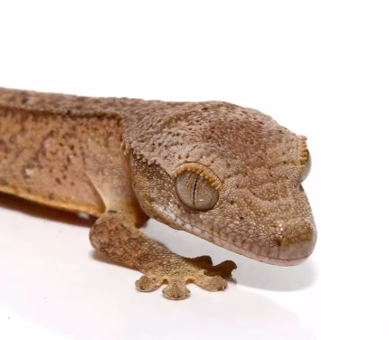 Baby Brindle Phantom Reverse Pinstripe Crested Gecko