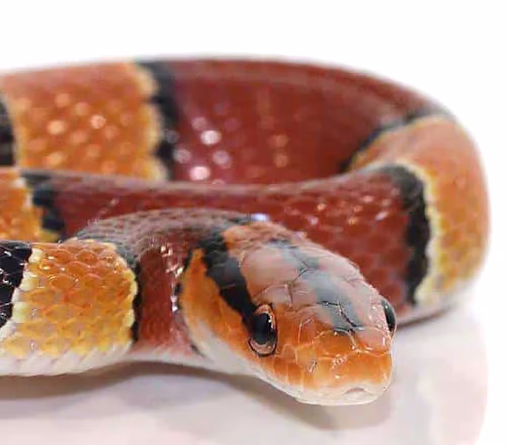 baby-broad-banded-mountain-ratsnake baby broad banded mountain ratsnake e1747300383999