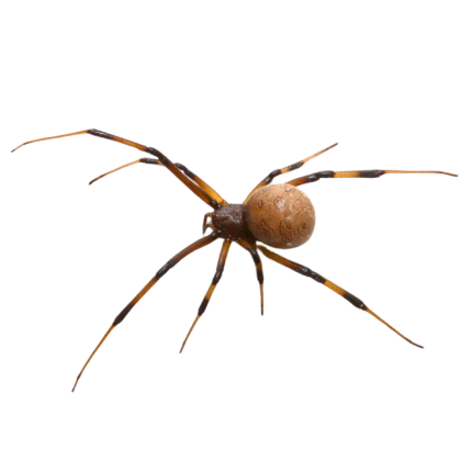 Baby Brown Widow Spider (.10″)