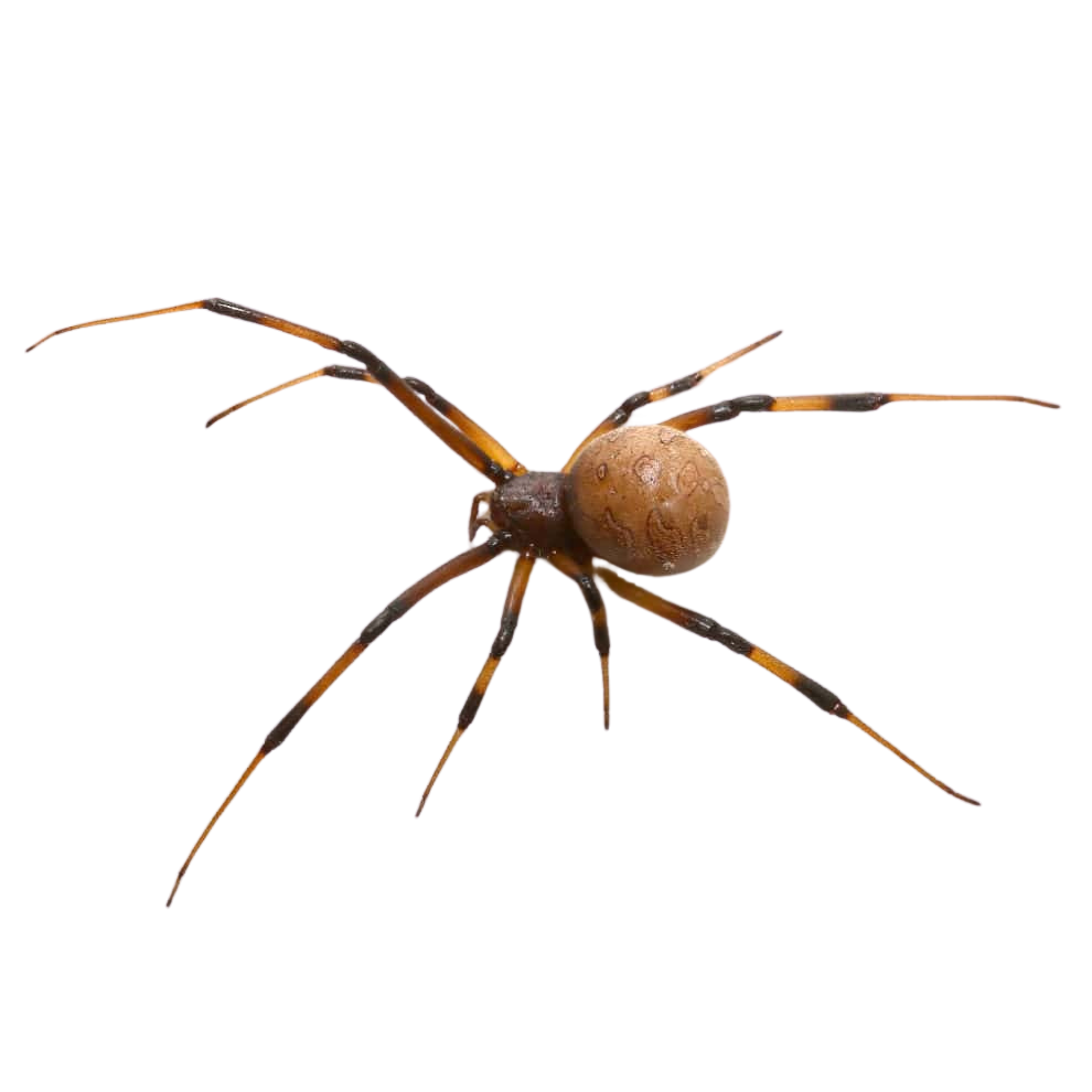 baby-brown-widow-spider-10″ (1) baby brown widow spider 10″ 1