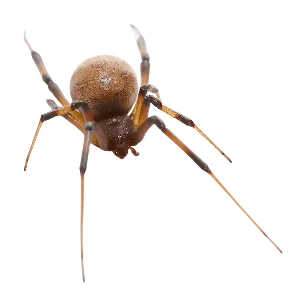 baby-brown-widow-spider-10″ (2) baby brown widow spider 10″ 2