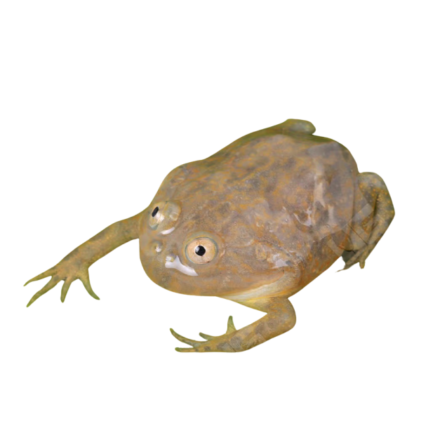 Baby Budgett’s Frog