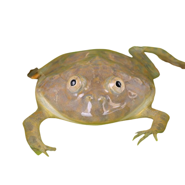 baby-budgetts-frog (2) baby budgetts frog 2