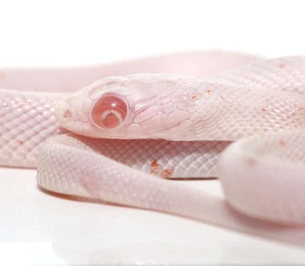 Baby Bug Eye Palmetto Cornsnake