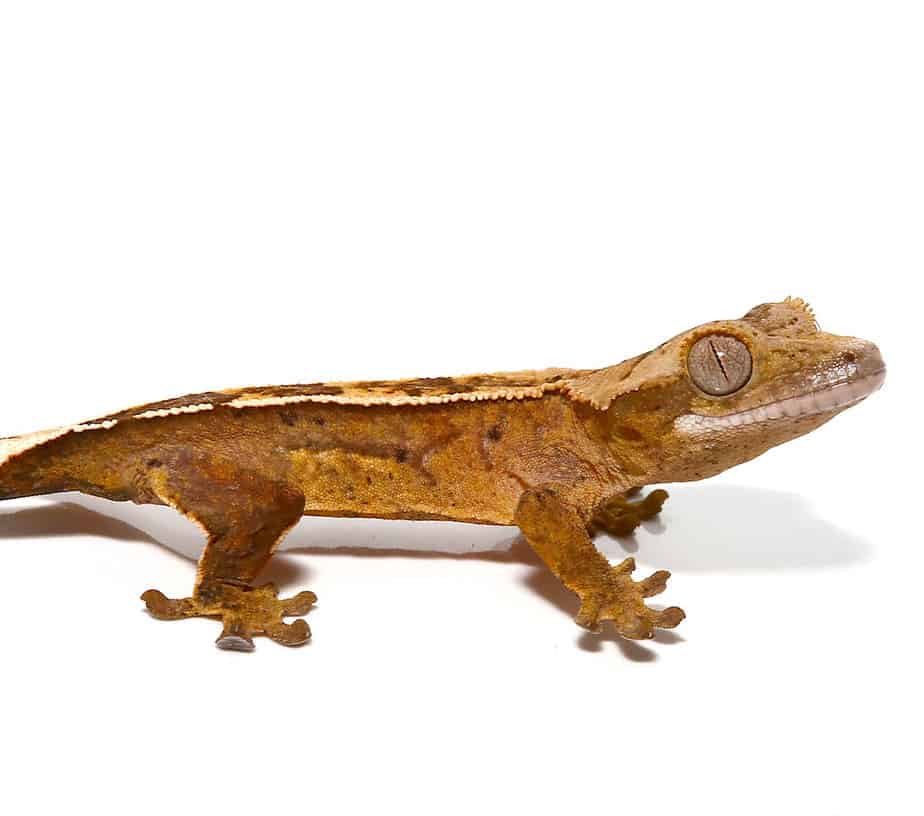 baby-burnt-orange-reverse-pin-quadstripe-crested-gecko baby burnt orange reverse pin quadstripe crested gecko e1746180758416