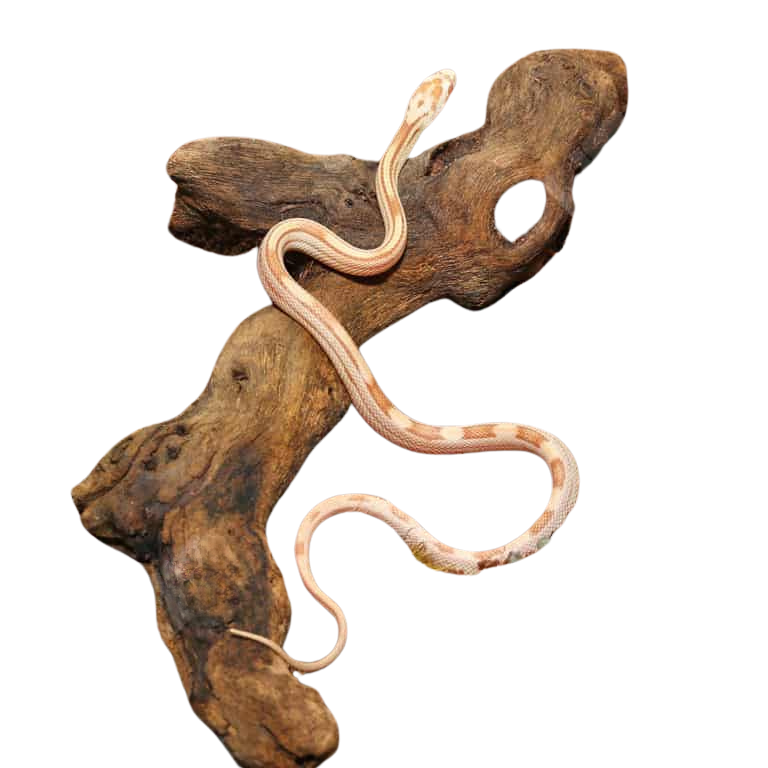 baby-butter-motley-cornsnake (1) baby butter motley cornsnake 1