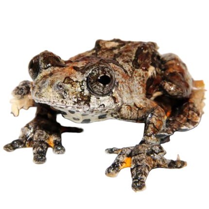 C.B. Baby Bird Poop Tree Frog