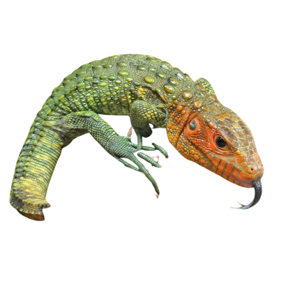 Baby Caiman Lizard