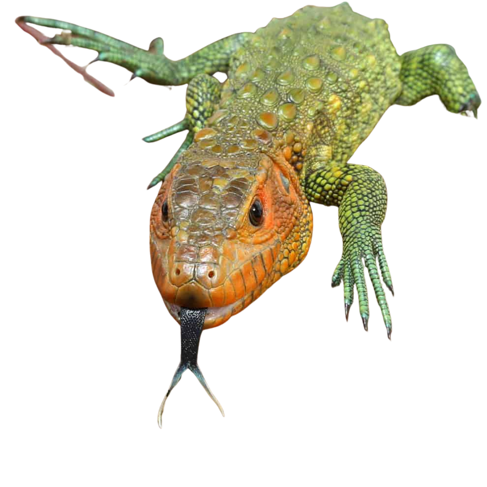 baby-caiman-lizard (2) baby caiman lizard 2