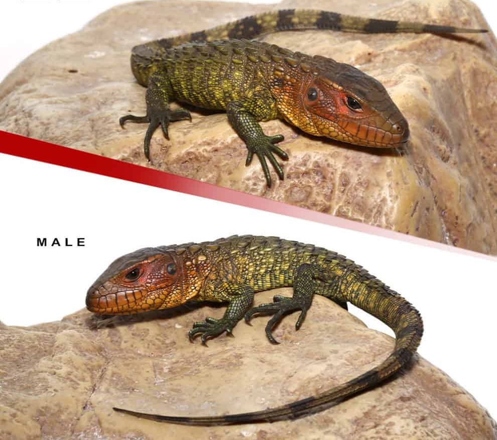baby-caiman-lizard-pair-1 baby caiman lizard pair 1 e1749701316578