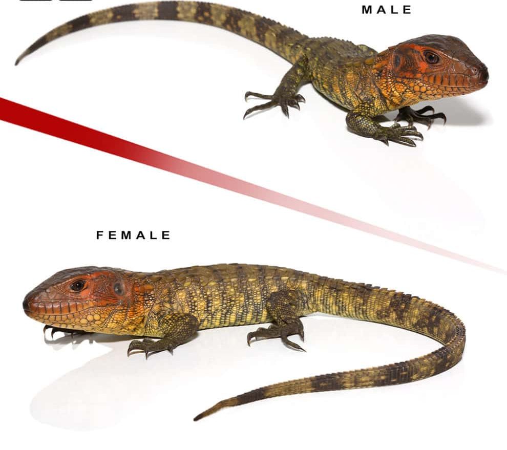 baby-caiman-lizard-pair-2 baby caiman lizard pair 2 e1749701444386
