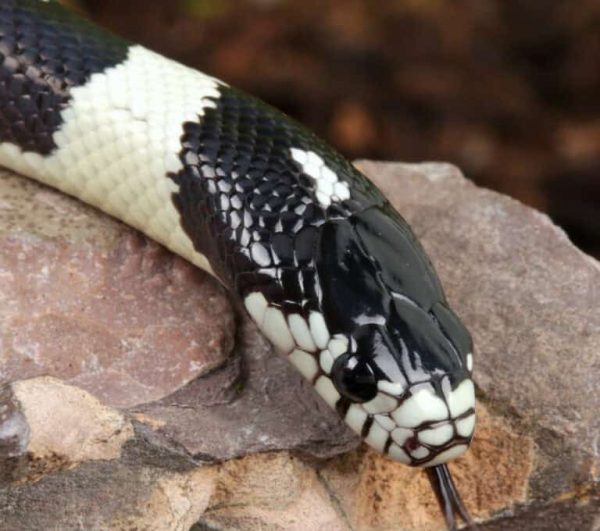 Baby California Kingsnake