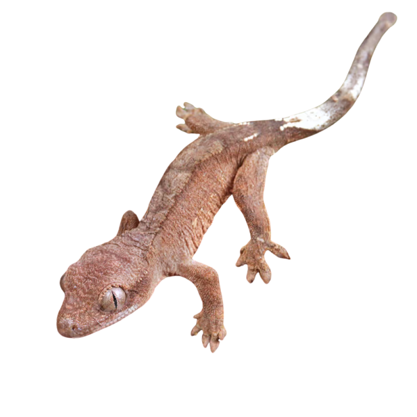 Baby Cappuccino Crested Gecko