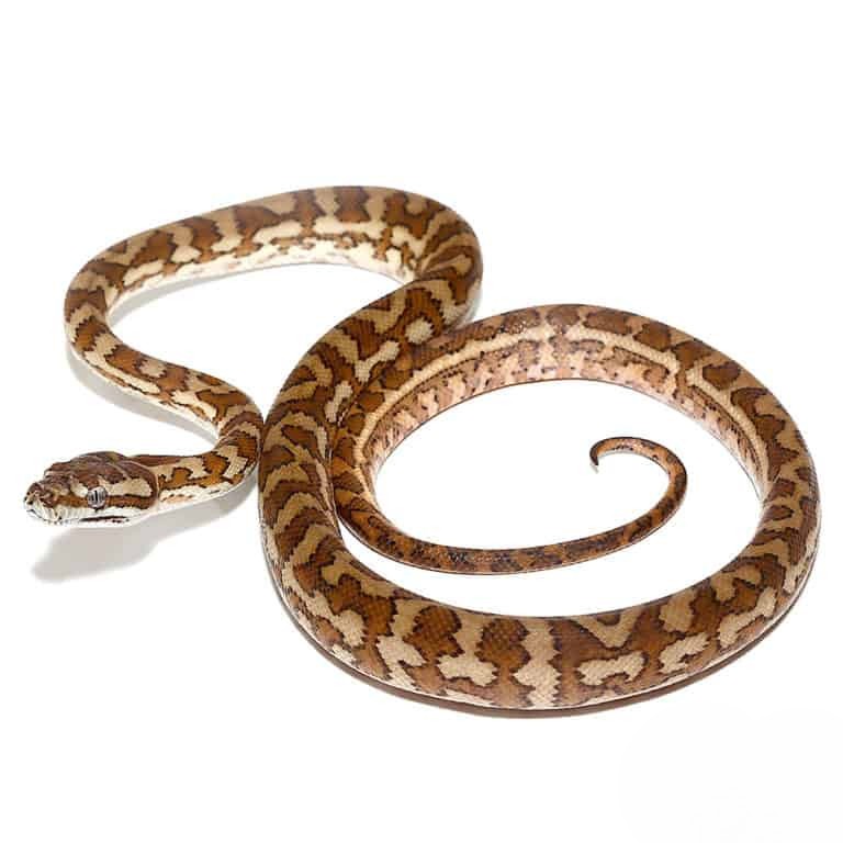 baby-caramel-carpet-python baby caramel carpet python