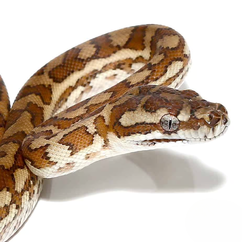 baby-caramel-carpet-python baby caramel carpet python