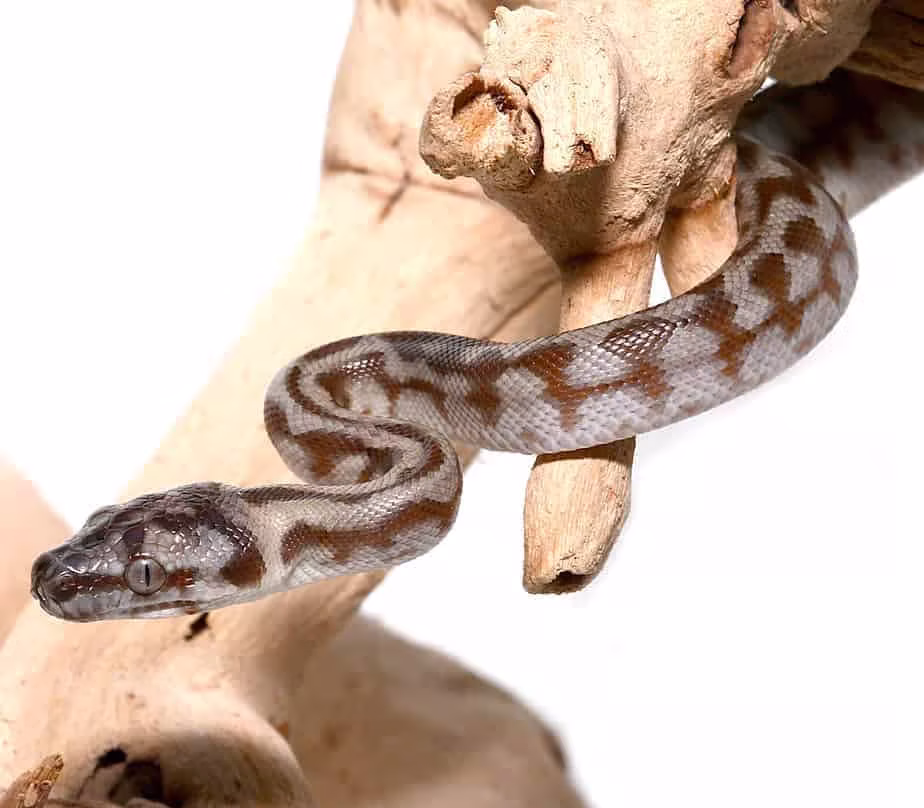 baby-caramel-jaguar-het-axanthic-carpet-python baby caramel jaguar het axanthic carpet python e1746297352930
