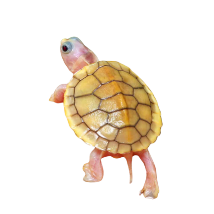 Baby Caramel Pink Red Ear Slider Turtle