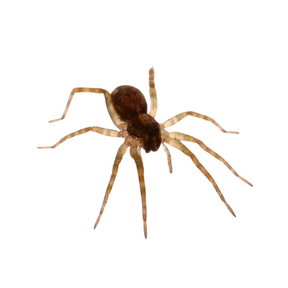 baby-carolina-wolf-spider (1) baby carolina wolf spider 1