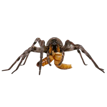 Baby Carolina Wolf Spider
