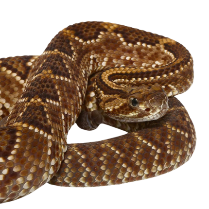 Baby Cascabel Rattlesnake