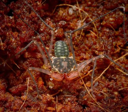 Baby Central American Tailless Whip Scorpion