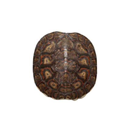 Baby Central American Wood Turtle