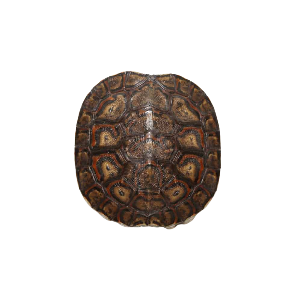 baby-central-american-wood-turtle (1) baby central american wood turtle 1