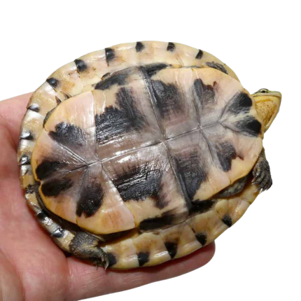 Baby Ceram Asian Box Turtle