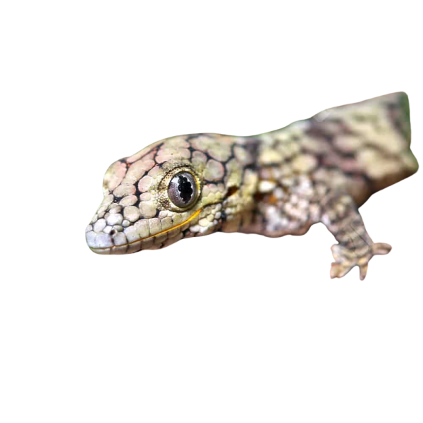 Baby Chameleon Gecko