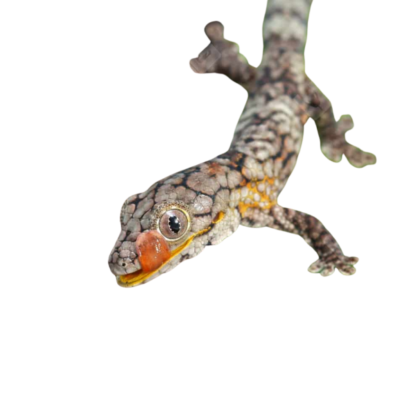 Baby Chameleon Gecko #3
