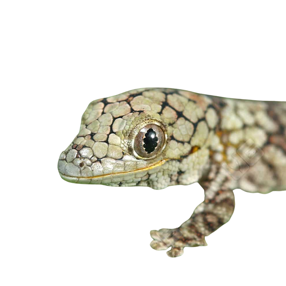 baby-chameleon-gecko-4 (1) baby chameleon gecko 4 1
