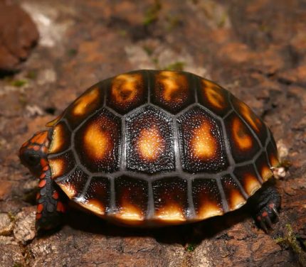 Baby Cherry Head Redfoot Tortoise