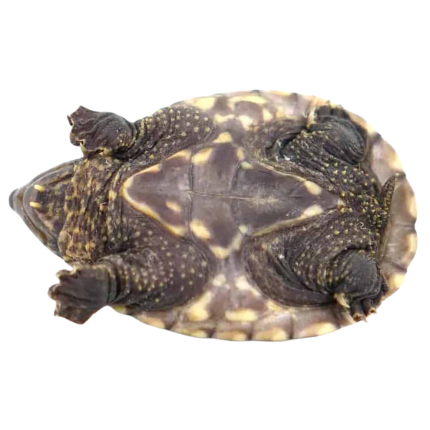 Baby Chiapas Giant Musk Turtle
