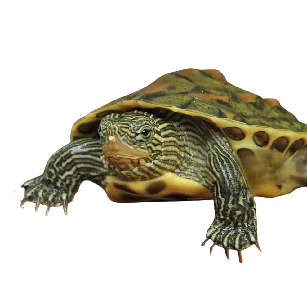baby-chinese-golden-thread-turtle (1) baby chinese golden thread turtle 1