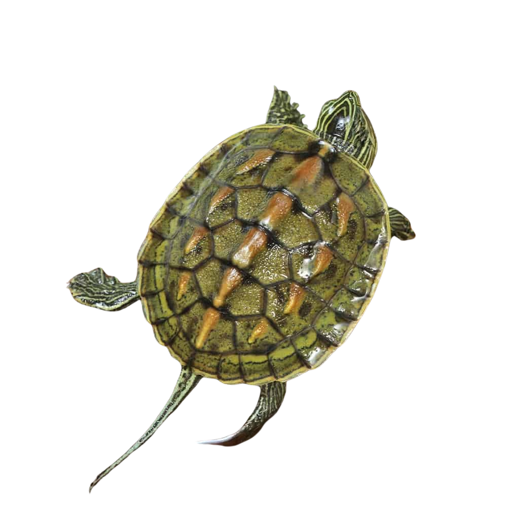 baby-chinese-golden-thread-turtle (2) baby chinese golden thread turtle 2
