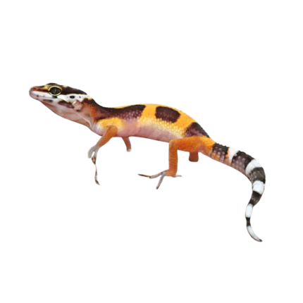 Baby Clown Leopard Gecko