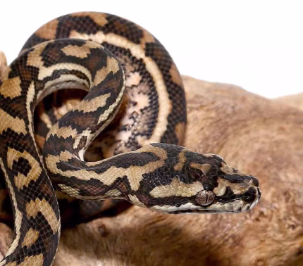 Baby Coastal Carpet Python