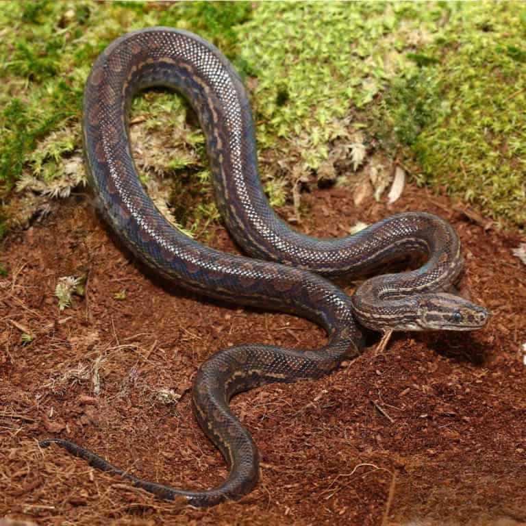 baby-colombian-rainbow-boa baby colombian rainbow boa