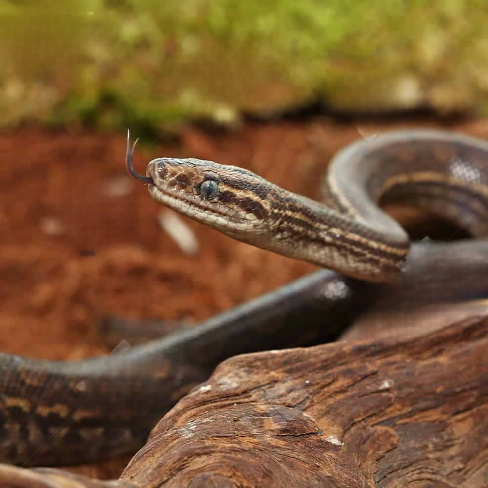 baby-colombian-rainbow-boa baby colombian rainbow boa