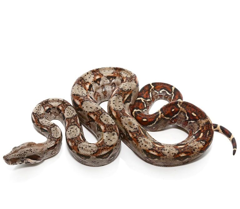 baby-colombian-x-central-american-redtail-boa baby colombian x central american redtail boa e1747297141564