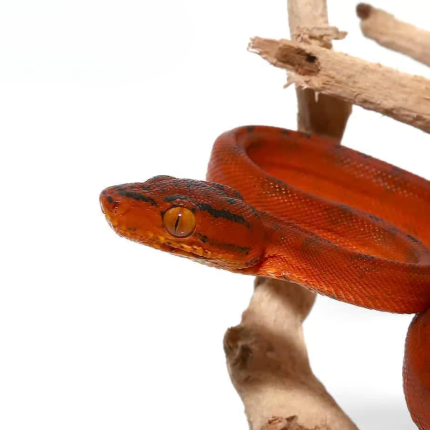Baby Colored Amazon Tree Boa #3