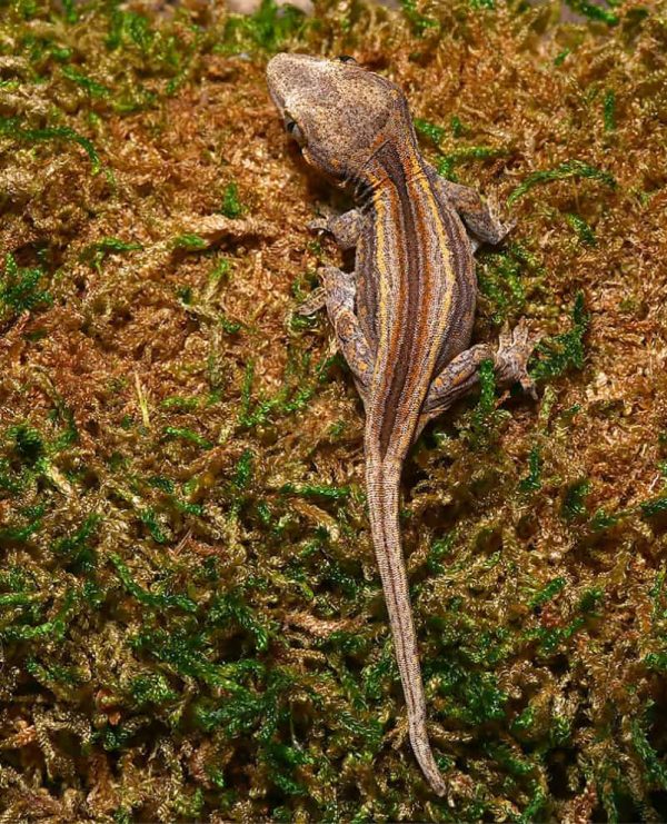 Baby Colored Striped Gargoyle Gecko
