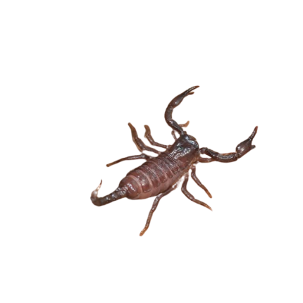 Baby Congo Emperor Scorpion