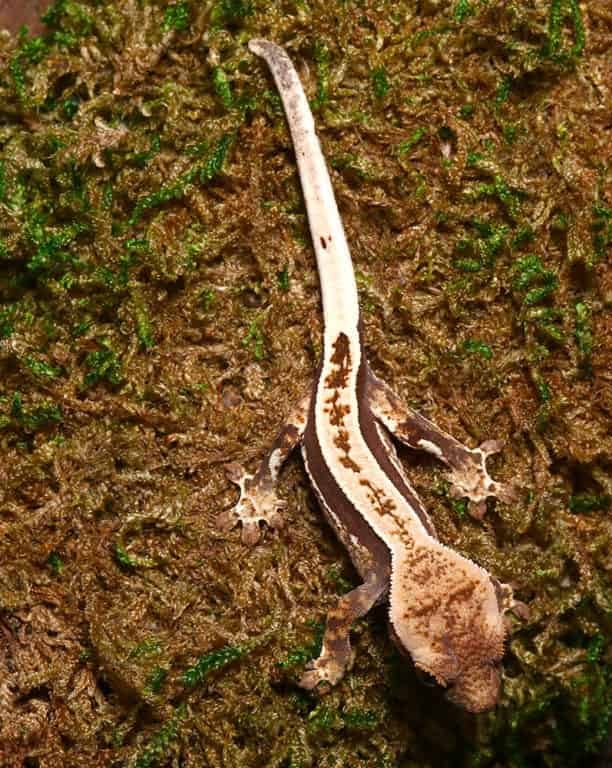 baby-cream-on-dark-super-stripe-whitewall-crested-gecko baby cream on dark super stripe whitewall crested gecko e1747386707946