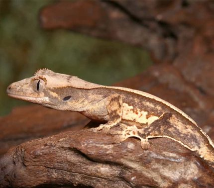 Baby Cream Pattern On A Dark Base Harlequin Partial Pinstripe Whitewall Crested Gecko