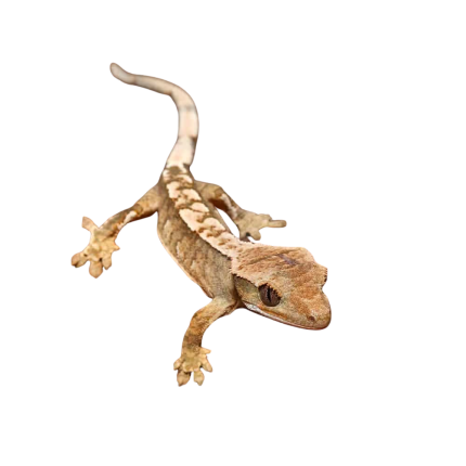 Baby Creamy Extreme Harlequin Crested Gecko #13