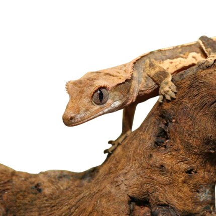 Baby Creamy Extreme Harlequin Crested Gecko #15